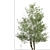 Versatile Black Alder Trees: 2-Pack 3D model small image 1