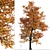 Stunning Set of Acer Buergerianum Trees 3D model small image 4