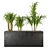 Exquisite Indoor Plant Collection 3D model small image 1