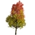 Autumn Blaze Freeman Maple Trees 3D model small image 1