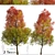 Autumn Blaze Freeman Maple Trees 3D model small image 2