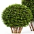 Dwarf Yaupon Holly: Spherical & Cone for Stunning Box Hedges 3D model small image 2