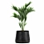 Exotic Plant Collection in Stylish Black Pots 3D model small image 1