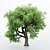 Dual Amur Cork - Broadleaf Trees 3D model small image 2