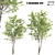 Elegant Eucalyptus Tree - 2 Pieces 3D model small image 1