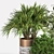 Indoor Greenery Set 3D model small image 2