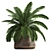 Exotic Plant Collection: Howea Forsteriana in Reclaimed Iron Coppa Pot 3D model small image 1