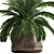 Exotic Plant Collection: Howea Forsteriana in Reclaimed Iron Coppa Pot 3D model small image 3