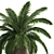 Exotic Plant Collection: Howea Forsteriana in Reclaimed Iron Coppa Pot 3D model small image 5