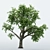 Dual Broadleaf Trees: 7m & 10m 3D model small image 3