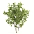 Twin Maple Trees: Green & Majestic 3D model small image 3