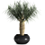 Tropical Palm Trio: Exquisite Indoor Plants 3D model small image 3