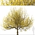 Pair of Cornus mas Trees 3D model small image 3