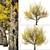 Pair of Cornus mas Trees 3D model small image 4