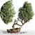 Artistic Bonsai Plant Sculpture 3D model small image 1