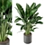 Green Oasis Indoor Plant Set 3D model small image 1