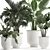 Tropical Plant Collection in White Pots 3D model small image 2