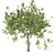 Premium Maple Tree: High-quality 3D Model 3D model small image 1