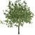 Premium Maple Tree: High-quality 3D Model 3D model small image 2