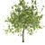 Premium Maple Tree: High-quality 3D Model 3D model small image 3