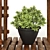 5 Indoor Plant Set 3D model small image 5