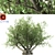 Towering Olive Tree - 8.5M 3D model small image 1