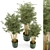 Rustic Bamboo Indoor Plants - Set 108 3D model small image 1