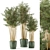 Rustic Bamboo Indoor Plants - Set 108 3D model small image 2