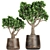 Exotic Plant Collection in Metal Vases 3D model small image 8