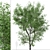 Versatile American Beech Trees: 2 Beautiful Fagus Grandifolia 3D model small image 3