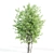 Beautiful Amelanchier Tree Duo 3D model small image 3