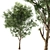 Elegant Ash Tree - 15M Height 3D model small image 1