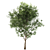 Elegant Ash Tree - 15M Height 3D model small image 2