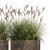 Exotic Plant Collection: Decorative Grasses, Reeds & More 3D model small image 4