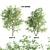 Twin Acer Tataricum Duo: Stunning High Polys 3D model small image 1