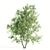 Twin Acer Tataricum Duo: Stunning High Polys 3D model small image 2