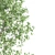 Twin Acer Tataricum Duo: Stunning High Polys 3D model small image 4