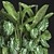 Exotic Plant Collection 3D model small image 4