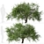Refreshing green duo: Japanese Larch Trees 3D model small image 3