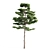 Natural Pine Tree 3D Model 3D model small image 2