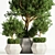 Indoor Potted Tree 3D model small image 2