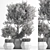 Indoor Potted Tree 3D model small image 6