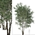 Elegant Downy Birch Tree Duo 3D model small image 2