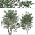 Elegant Downy Birch Tree Duo 3D model small image 3