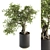 207 Indoor Big Bonsai Plant in Pot 3D model small image 1