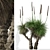 Xanthorrhoea Arborea: Set of 2 Broad-leafed Grass Trees 3D model small image 2