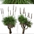 Xanthorrhoea Arborea: Set of 2 Broad-leafed Grass Trees 3D model small image 4