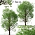 Graceful Japanese Zelkova Set (2 Trees) 3D model small image 1