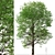 Graceful Japanese Zelkova Set (2 Trees) 3D model small image 2