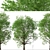 Graceful Japanese Zelkova Set (2 Trees) 3D model small image 3